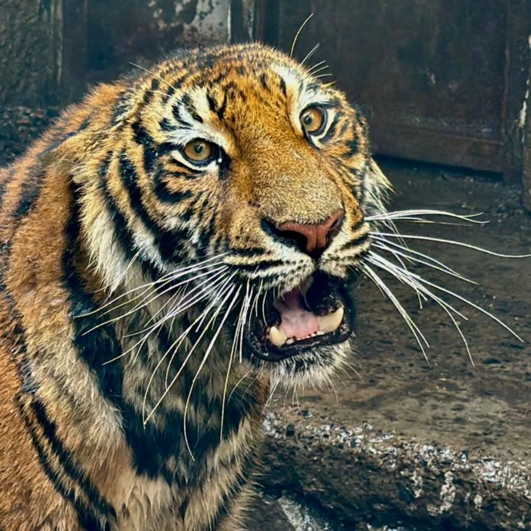 Capturan a tigre de Bengala en La Barca.