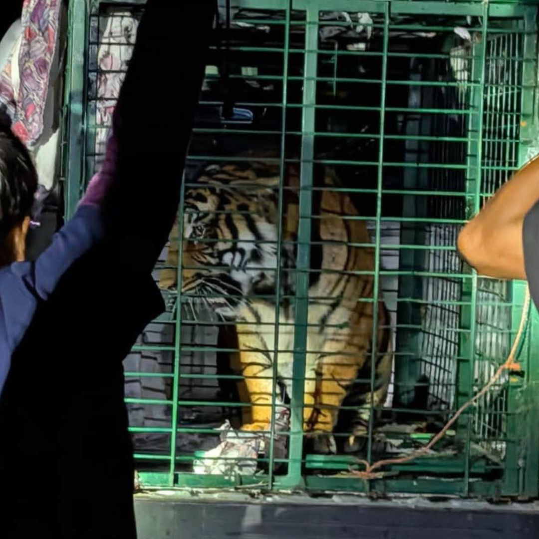 Entregan a tigre de Bengala capturado en La Barca.