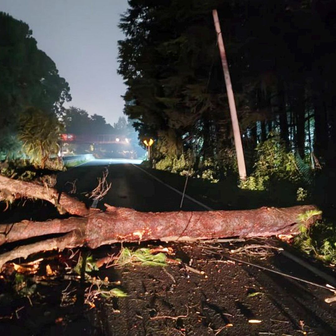 Cierre de circulación en la carretera México-Toluca por caída de árbol. Foto: @GN_Carreteras