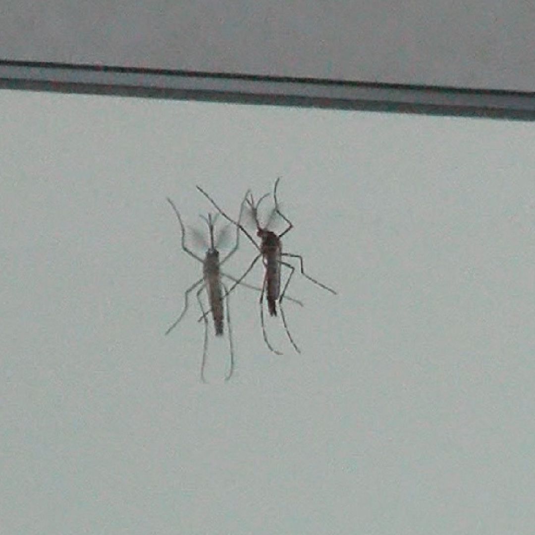 Mosquito