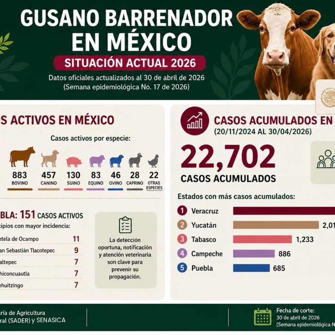 Casos de gusano barrenador en Puebla