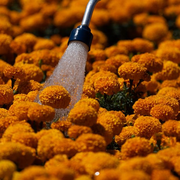 Cultivos de flor de Cempasúchil