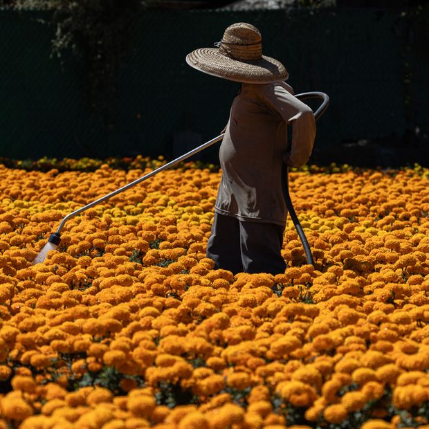 La producción de cempasúchil en Tixtla, Guerrero, es una de las más importantes en México