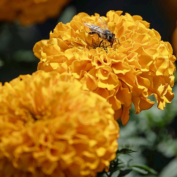Flores de cempasúchil en campos mexicanos. Foto: N+
