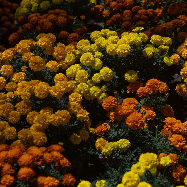 El cempasúchil es uno de los elementos clave en las ofrendas del Día de Muertos