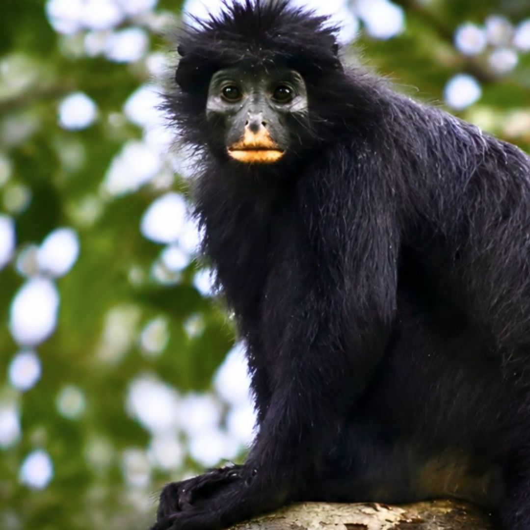 ¿En Dónde Fue Visto por Primera Vez La Nueva Especie de Mono Labios Naranjas?