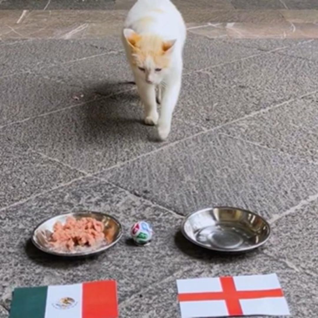 Coco, el gato de Palacio Nacional