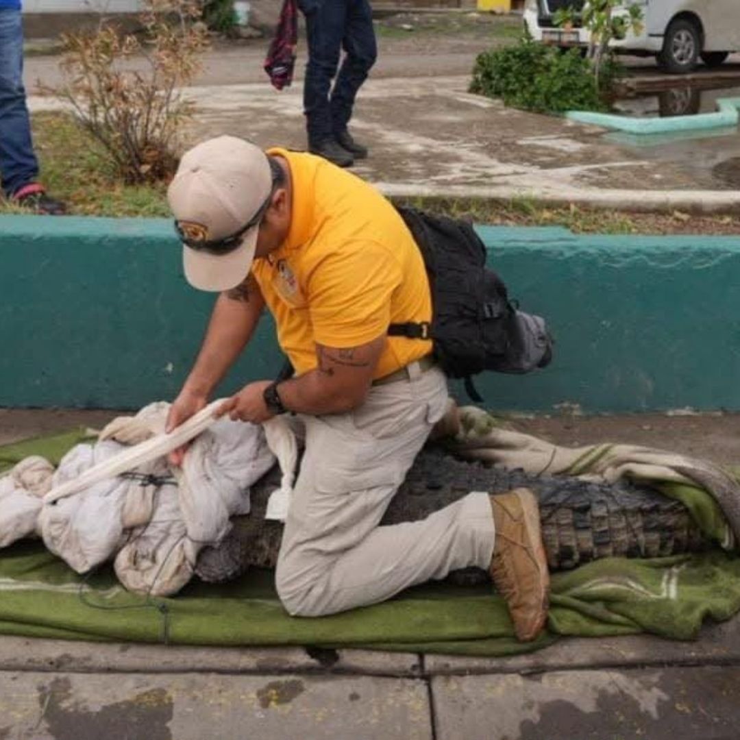 El rescate concluyó sin incidentes y permitió reubicar al cocodrilo de manera segura.