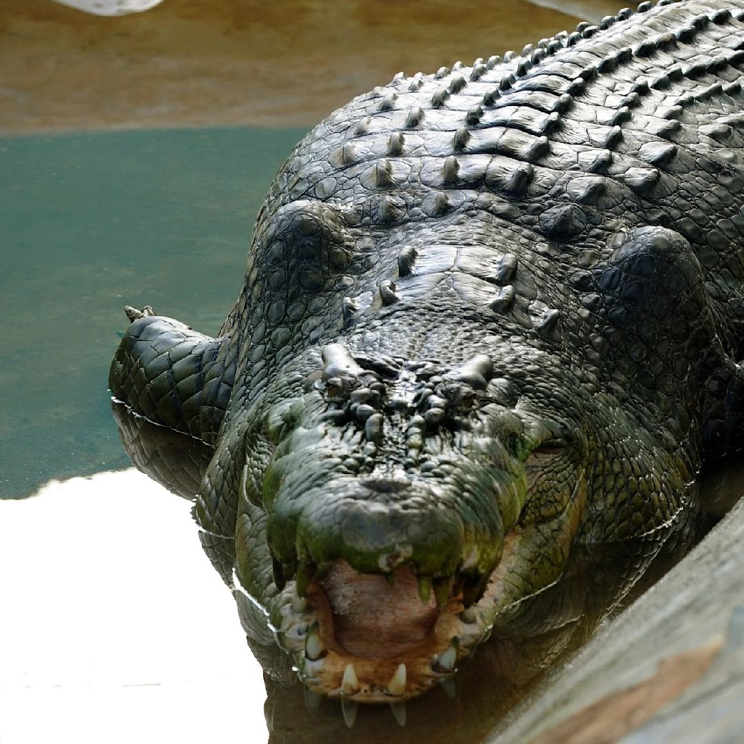 Niño de 3 Años Sigue Grave Tras Ser Arrojado al Foso de Cocodrilos. Foto: AFP
