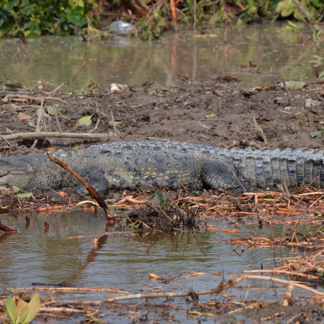 Un cocodrilo americano o de río en el Malecón de Tajamar, en Quintana Roo