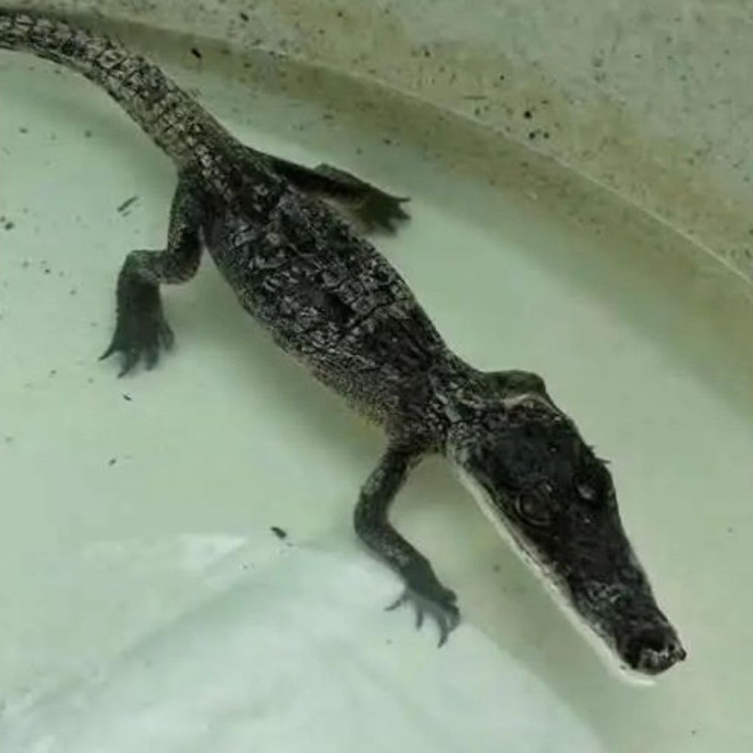 Cocodrilo Capturado Canal Agua San Pablo Tepetzingo Tehuacán Puebla Dos Más Buscados