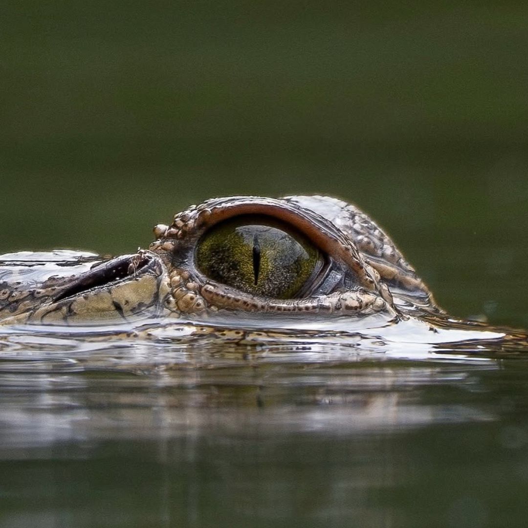 Cocodrilo de morelet sigue libre en la Laguna de San Baltazar.