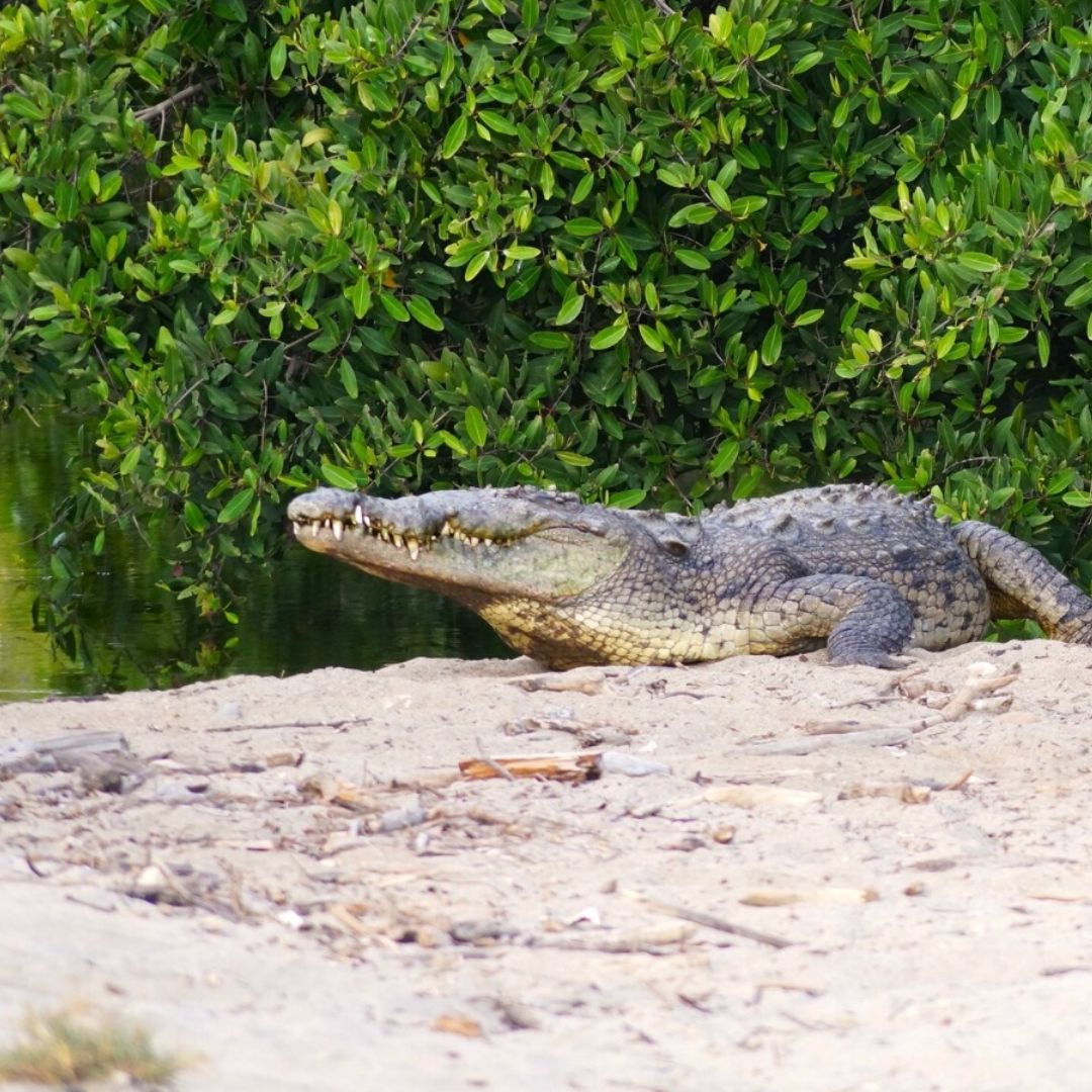 Avistamiento Búsqueda Cocodrilo Moreletii Especie Protegida Profepa Laguna San Baltazar Puebla