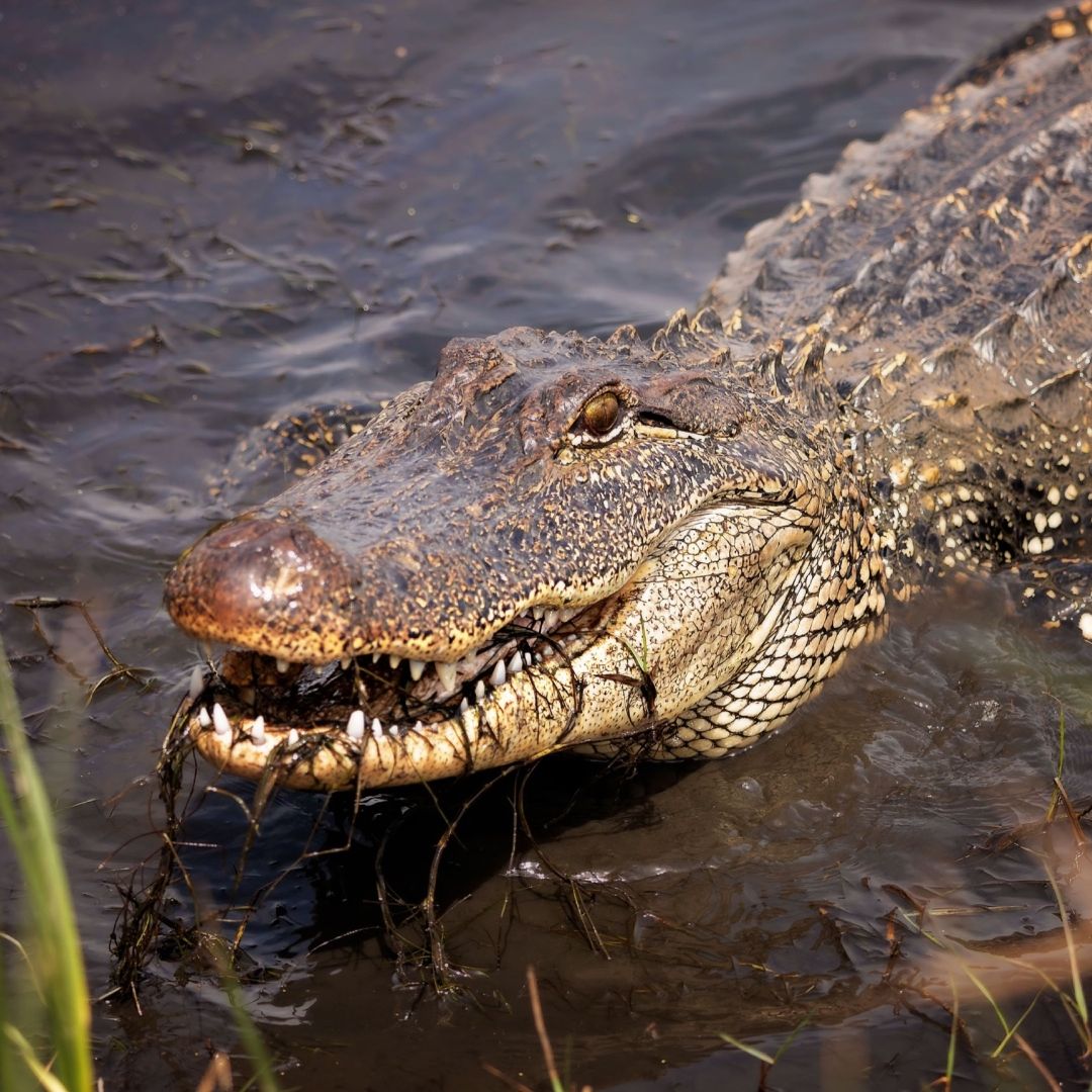 Supuesto avistamiento de cocodrilo en Laguna de Valsequillo en Puebla.