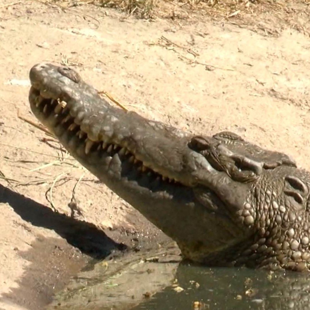 Cocodrilo