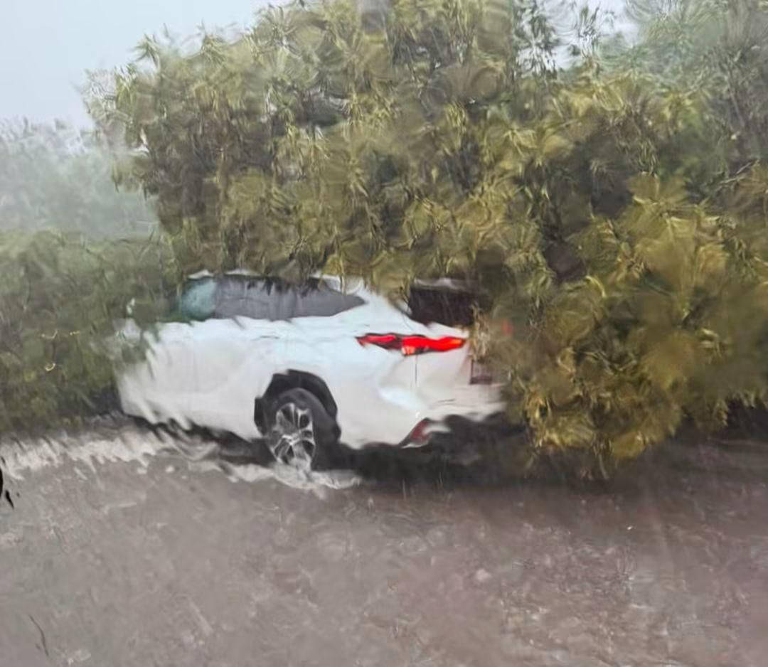 Un árbol colapsó cuando iba pasando una camioneta particular.