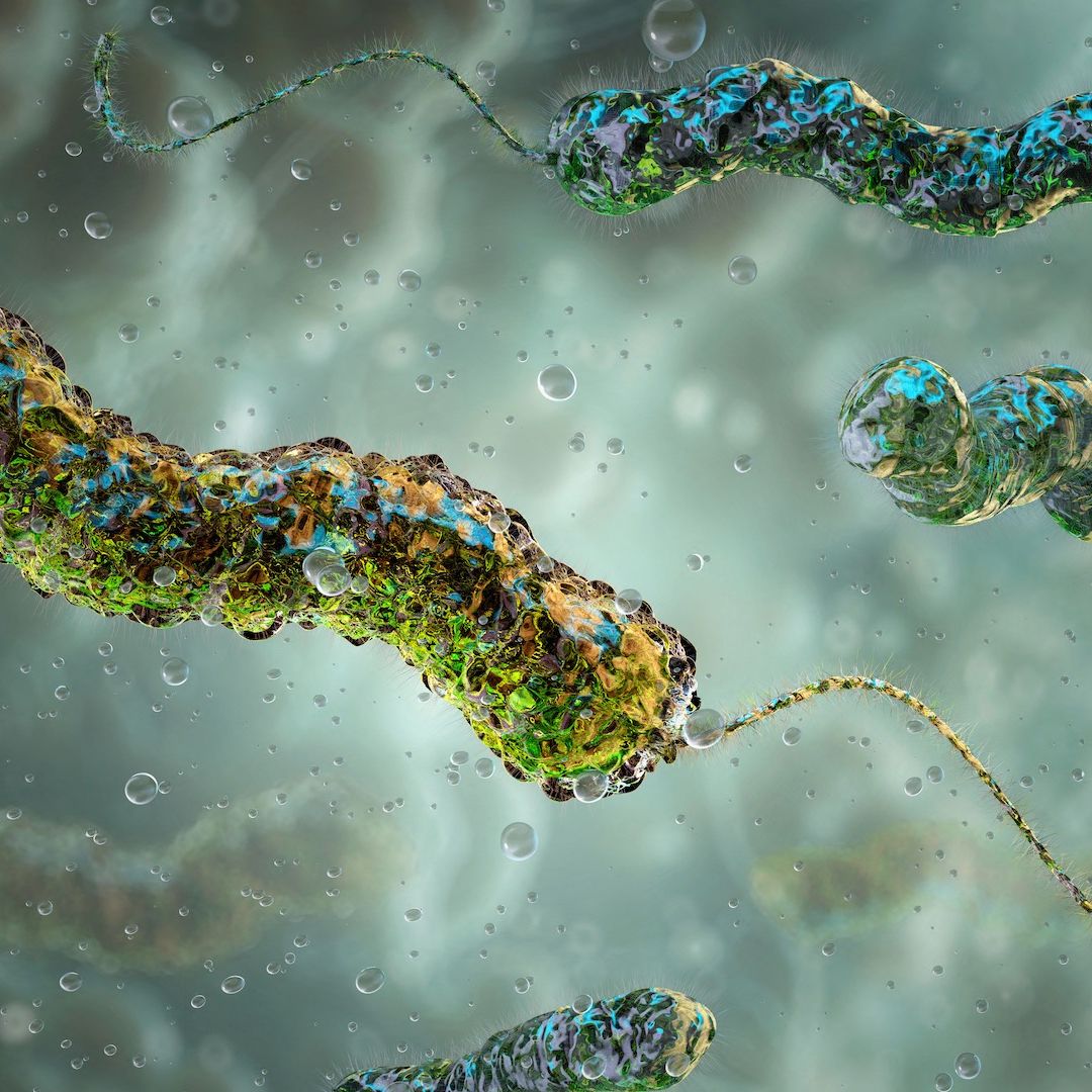 Bacteria del cólera