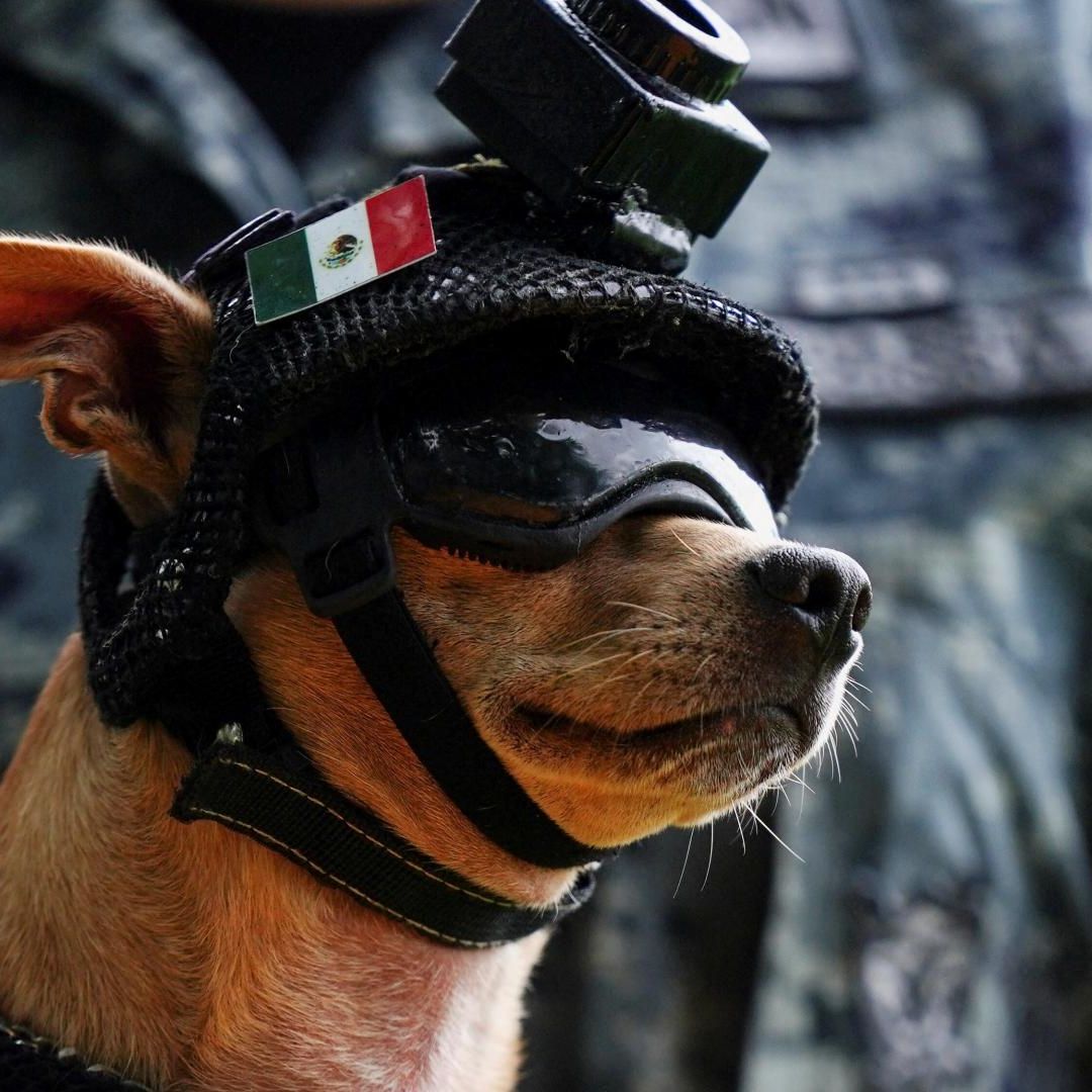 Comando, un chihuahua adoptado por la Guardia Nacional que se ha convertido en una de las caras públicas más reconocibles de la corporación. Foto: Reuters