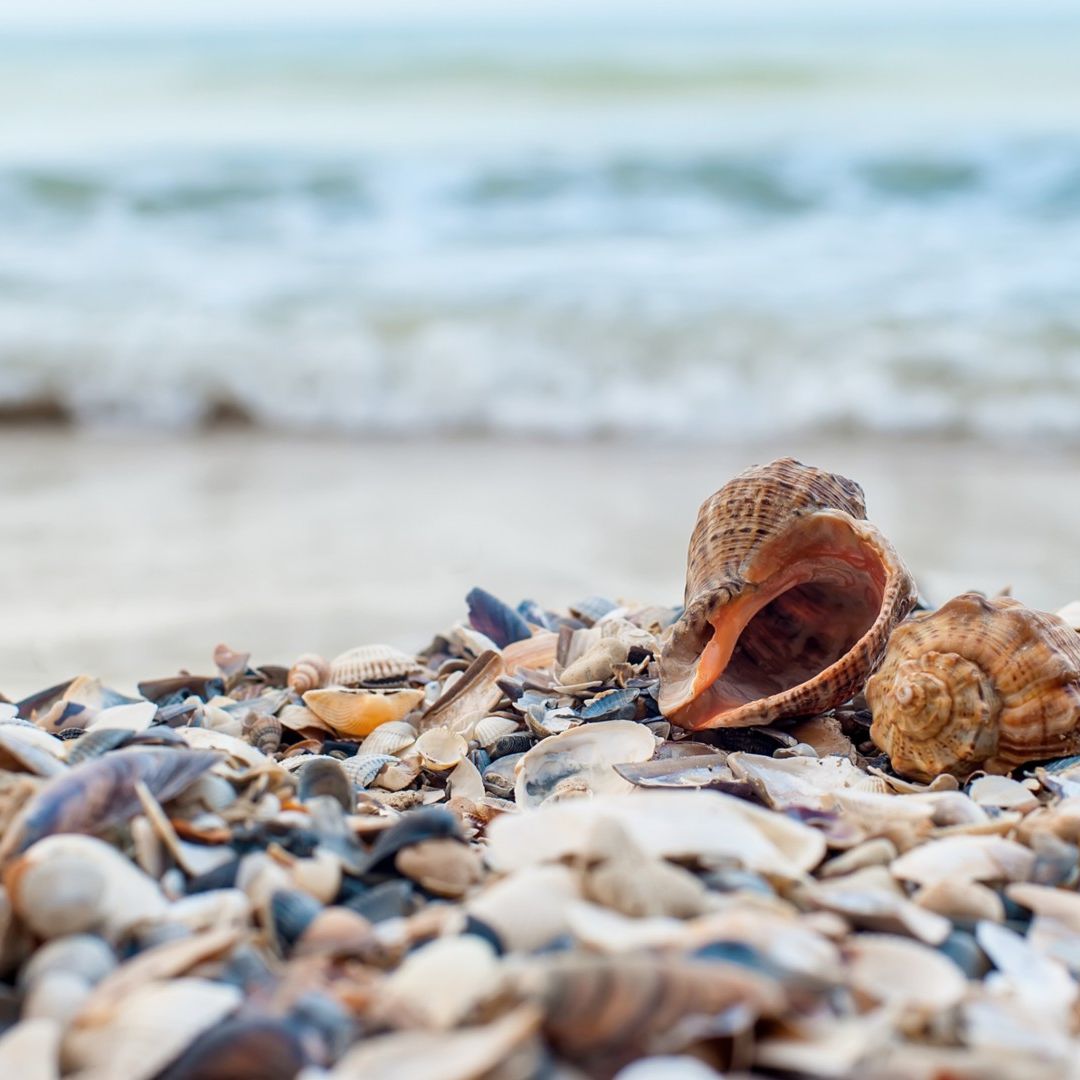 Conchas de Mar en Playas. Conoce por qué no debes recolectarlas como souvenir