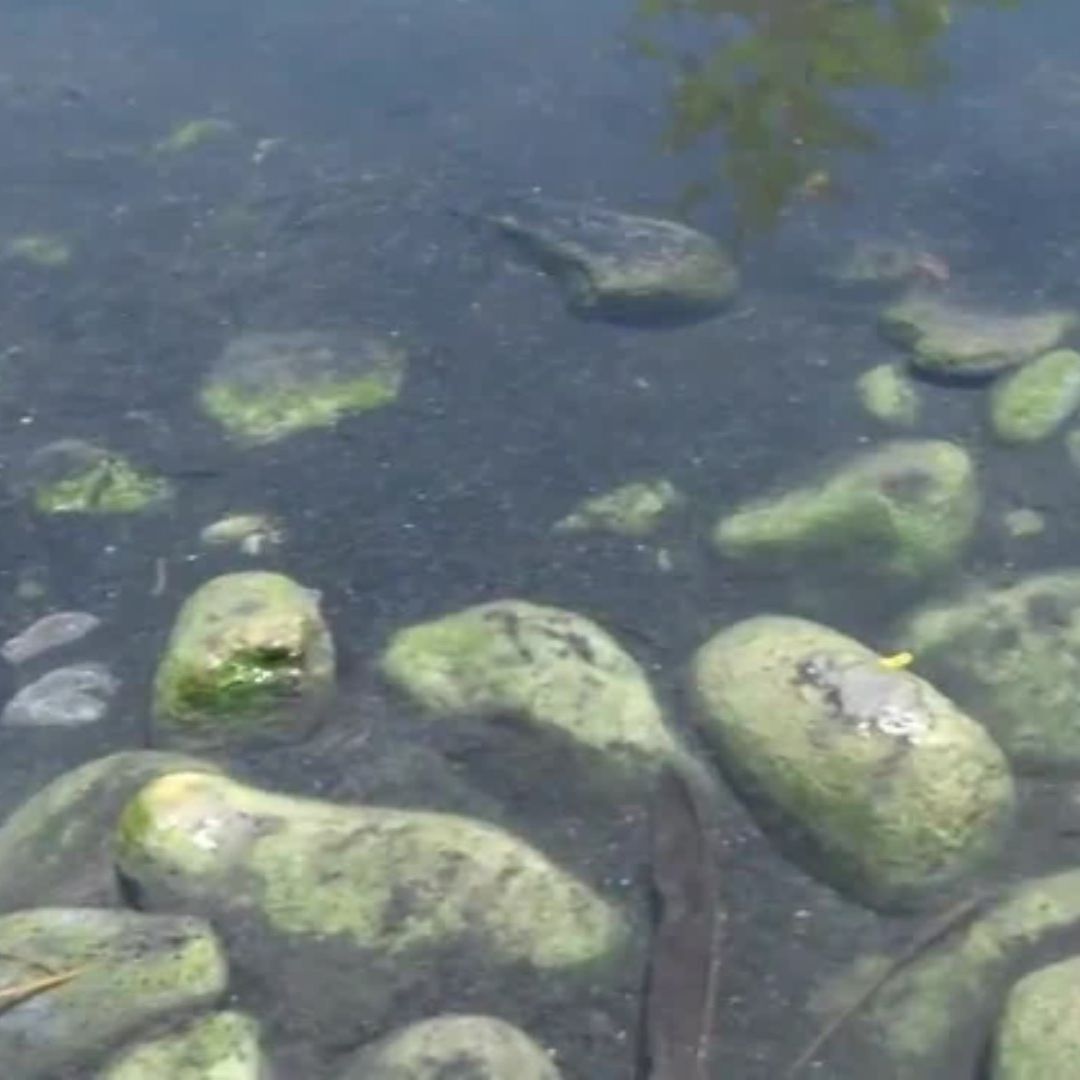 Contaminación en Río Camacho