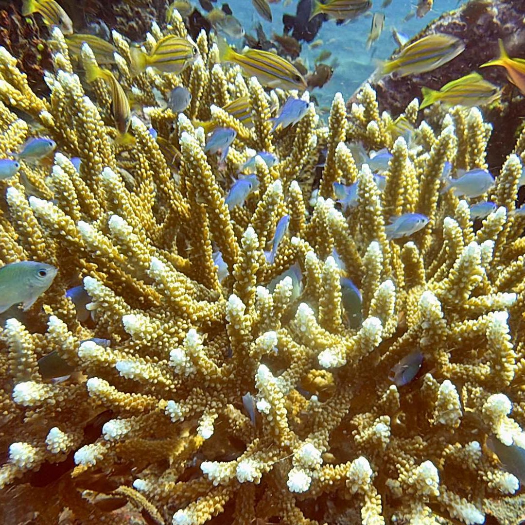 Peces nadan cerca de arrecifes de coral en Bali en 2024. Foto: Reuters | Archivo