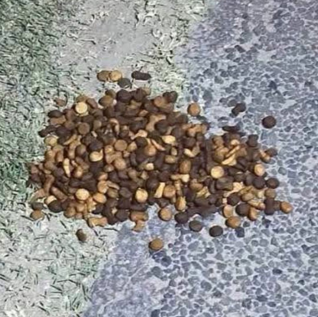 Sujeto abandona croquetas envenenadas en calles de Huamantla.