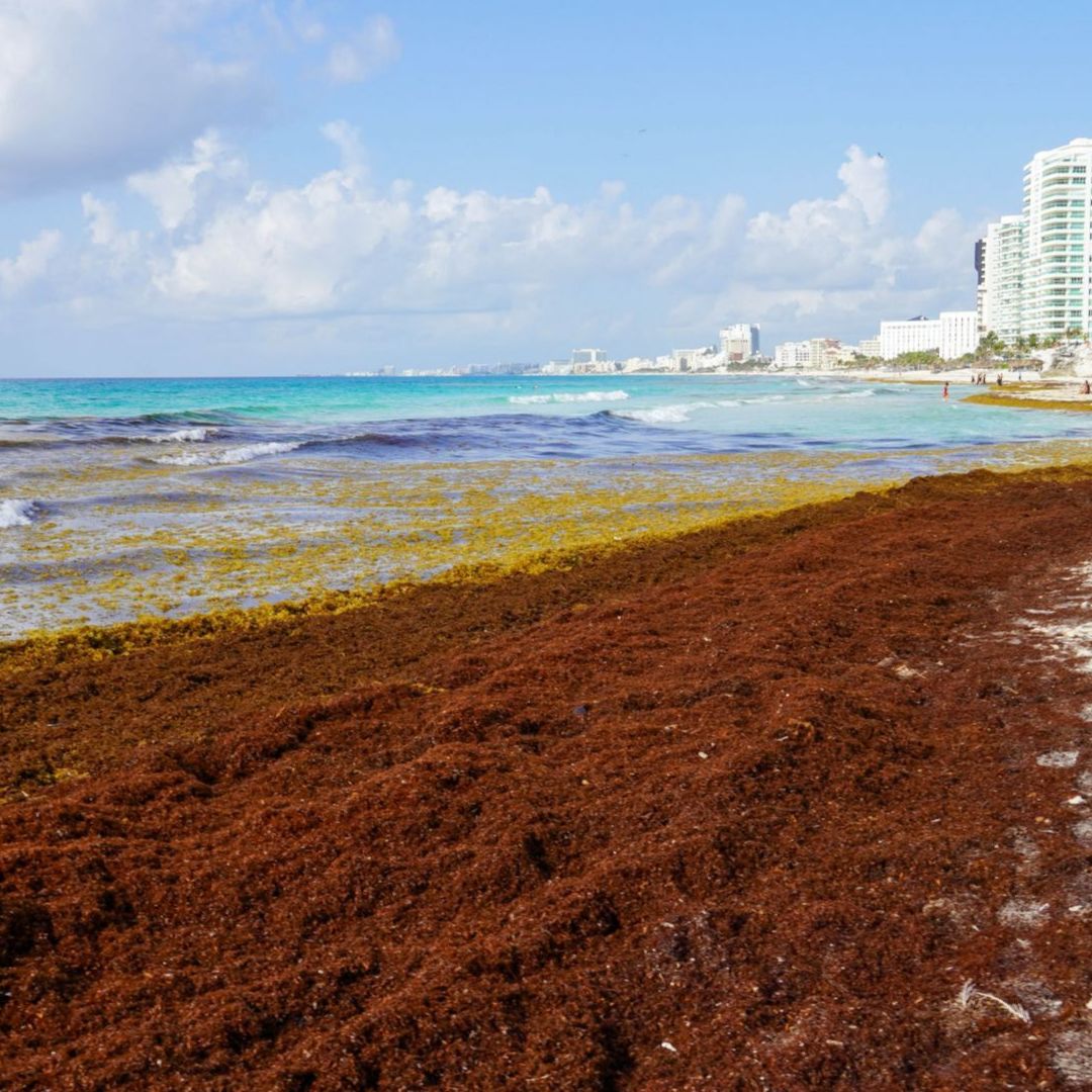 Así lucen las playas de Cancún rodeadas de sargazo