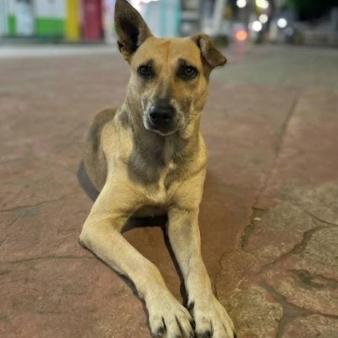 El perro Cuetes, patrimonio de Yajalón, Chiapas, murió atropellado