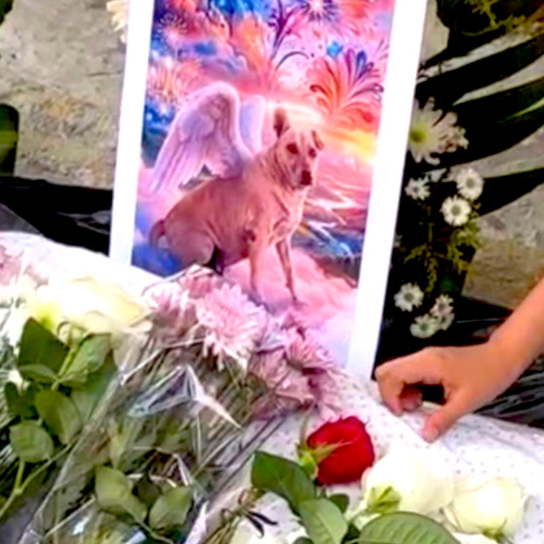 El perro Cuetes era querido por todo Yajalón, Chiapas
