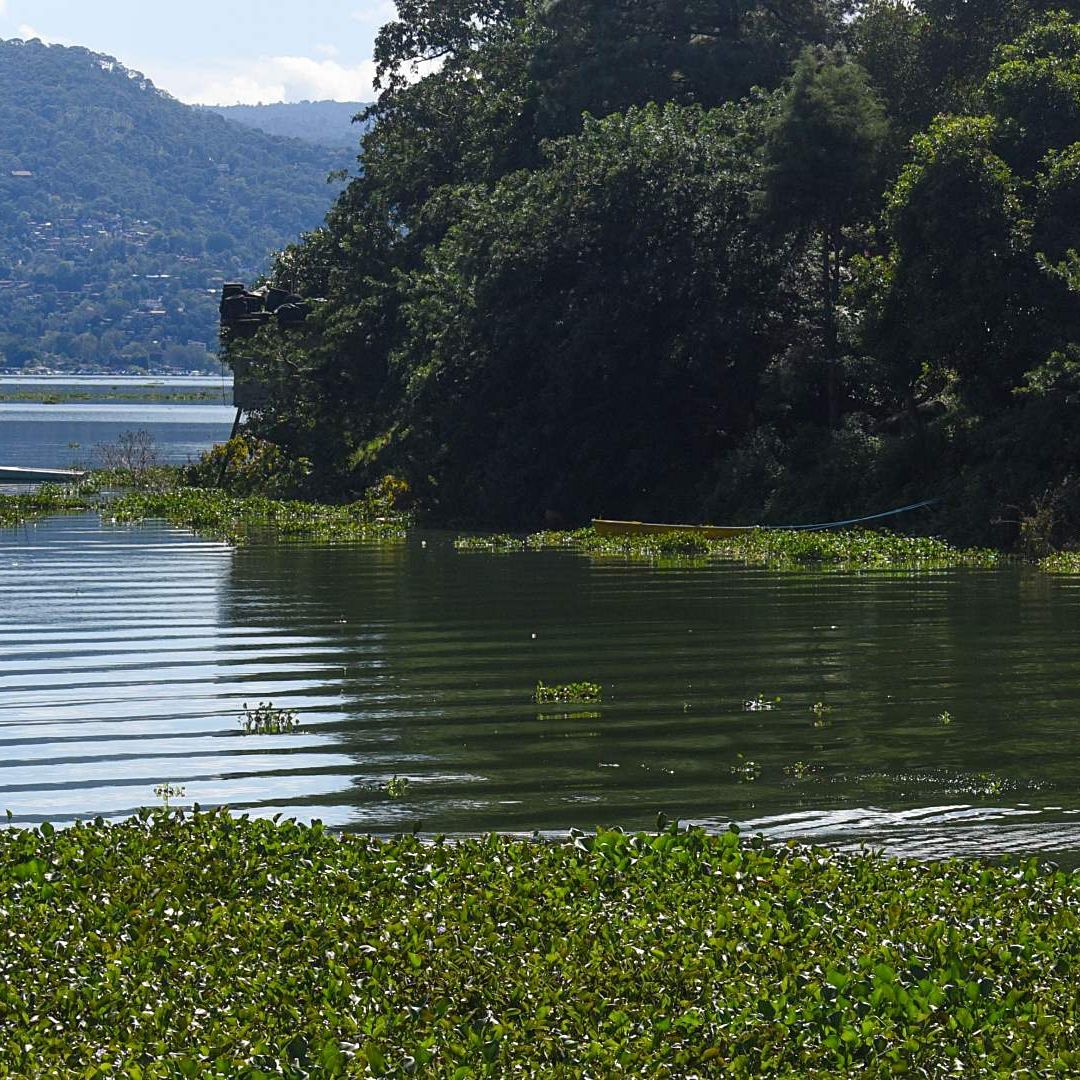 Lirio en la presa Miguel Alemán del Sistema Cutzamala en octubre de 2025. Foto: Cuartoscuro | Archivo