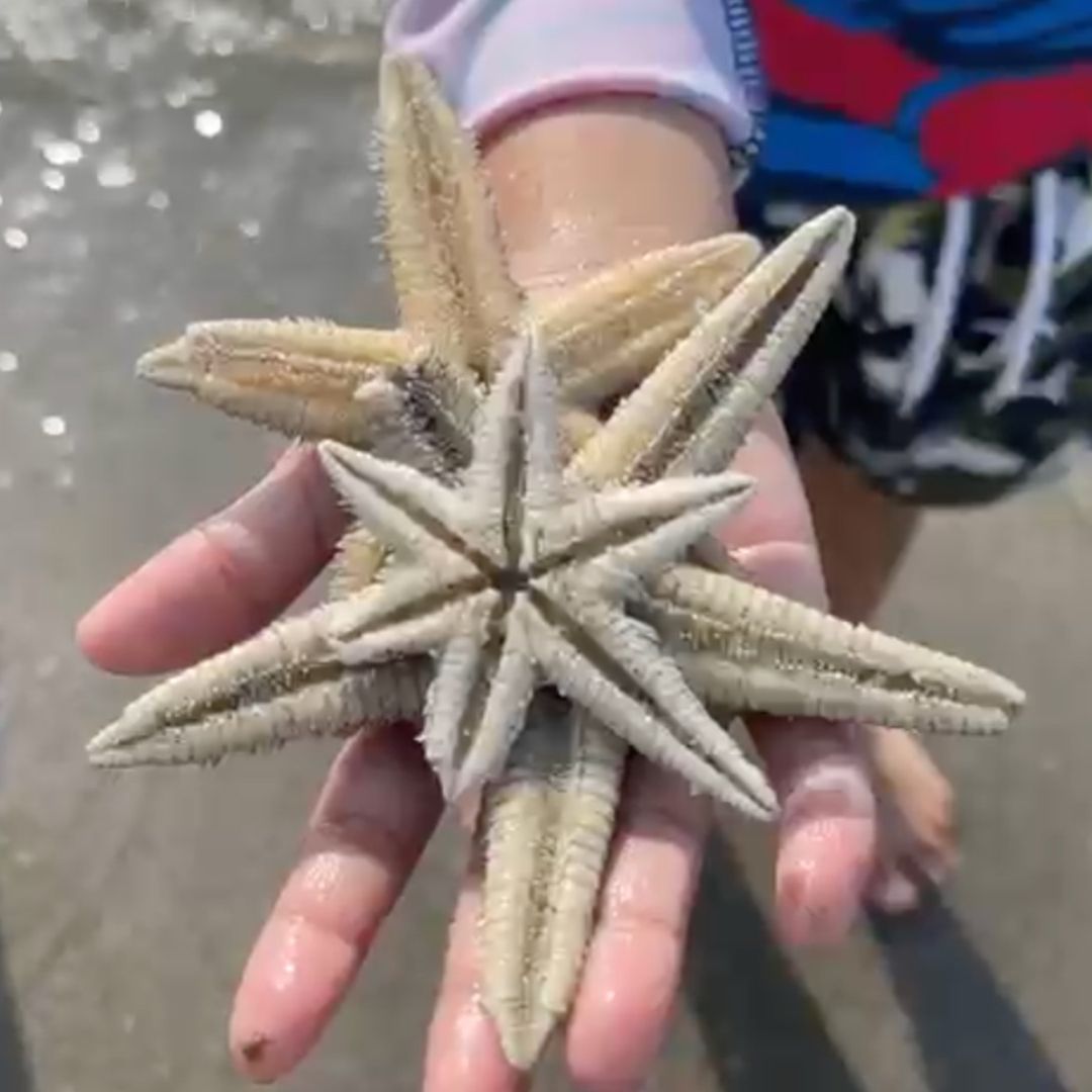 Estrellas de mar sorprenden a turistas y bañistas en las costas de Boca del Río