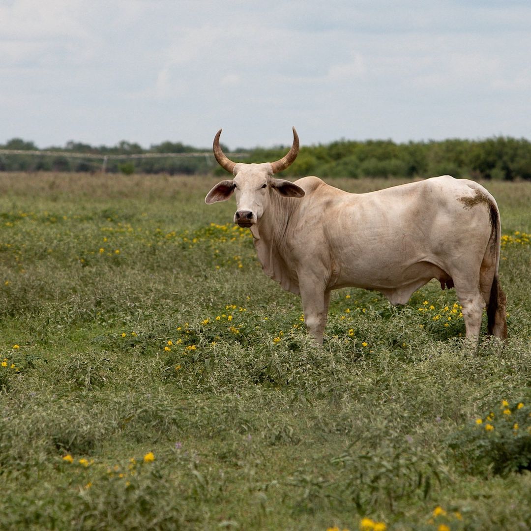 Ganado en Texas