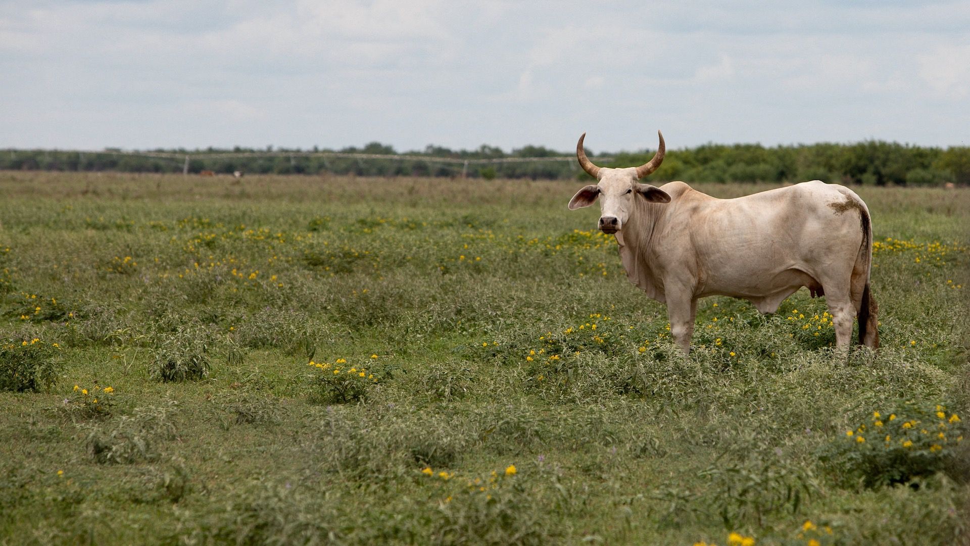 Ganado en Texas