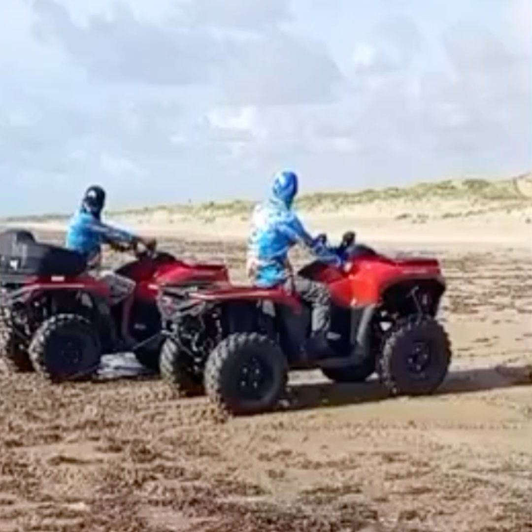 Delfín muerto en Playa Bagdad