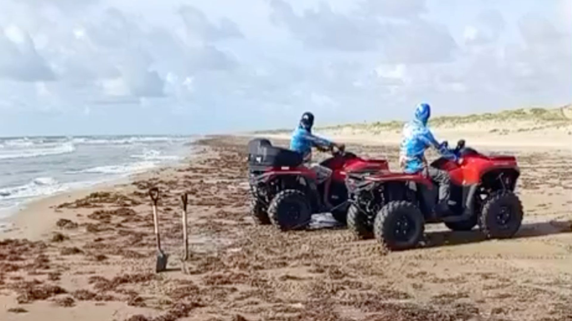 Delfín muerto en Playa Bagdad