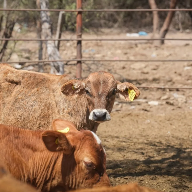 Descartan Fiebre Aftosa en Agua Prieta, Sonora
