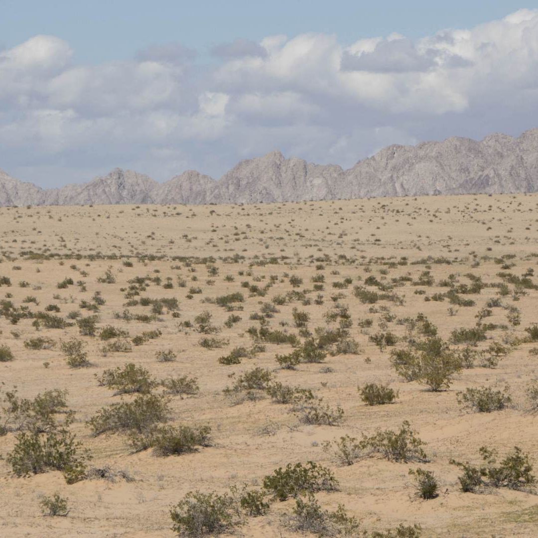 Gran Desierto de Altar, a 20 minutos de Puerto Peñasco, Sonora. Foto: Cuartoscuro | Archivo