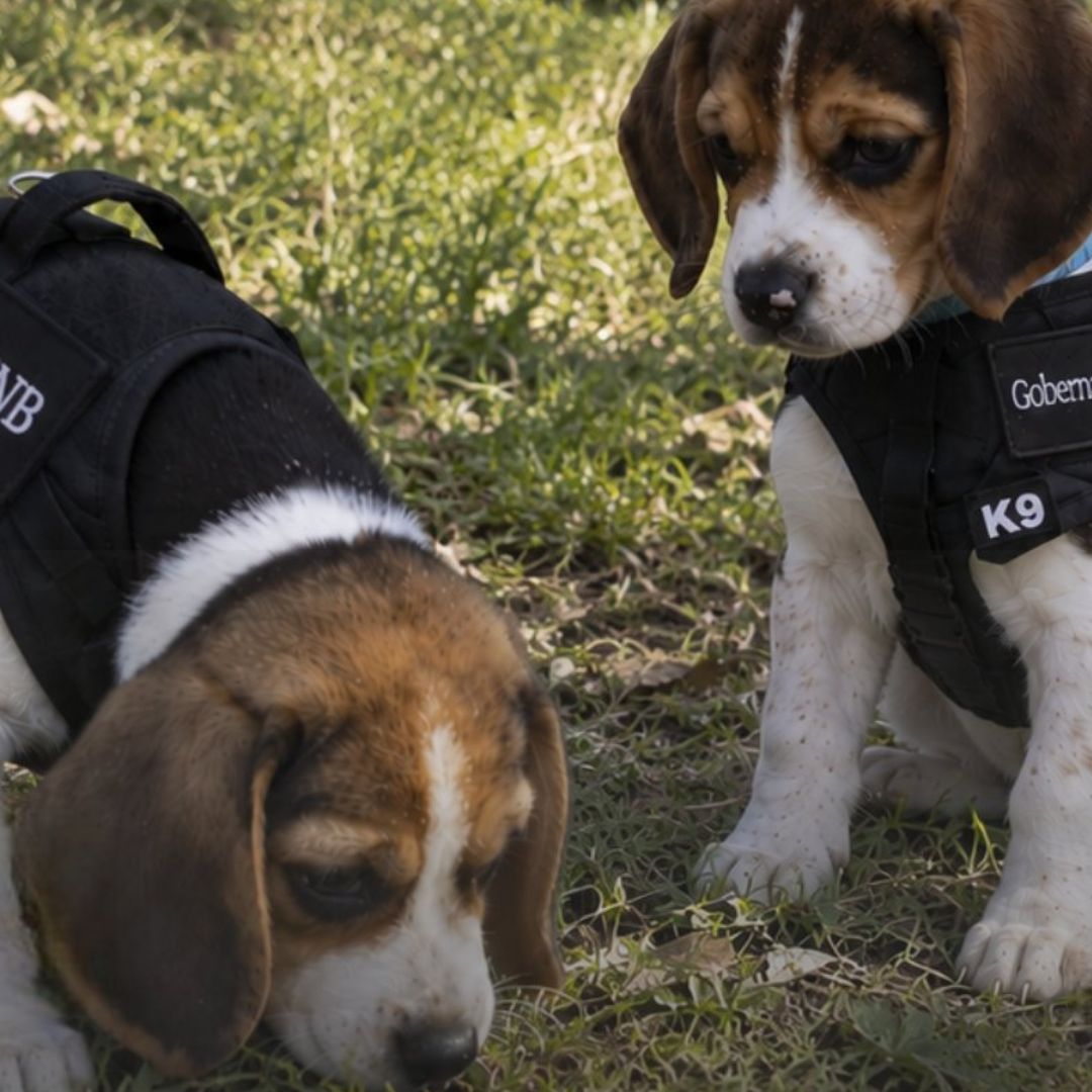 Los cachorros formarán parte de la Unidad Canina K9 de la Comisión Nacional de Búsqueda