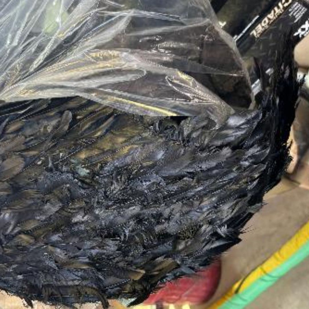 Aseguran Disfraces Elaborados con Partes de Aves en Frontera de Nogales, Sonora
