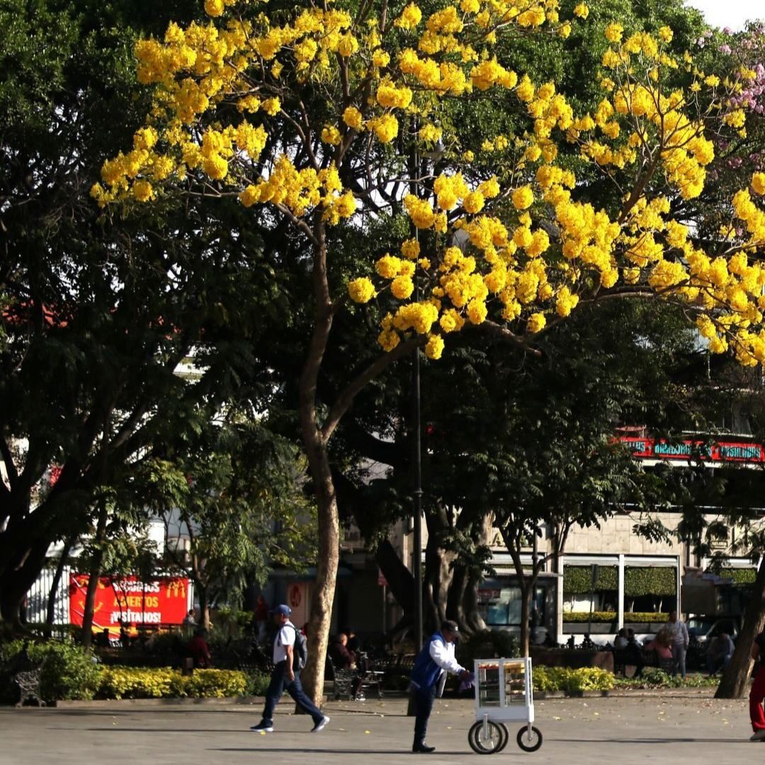 Plaza de armas de Cuernavaca, Morelos