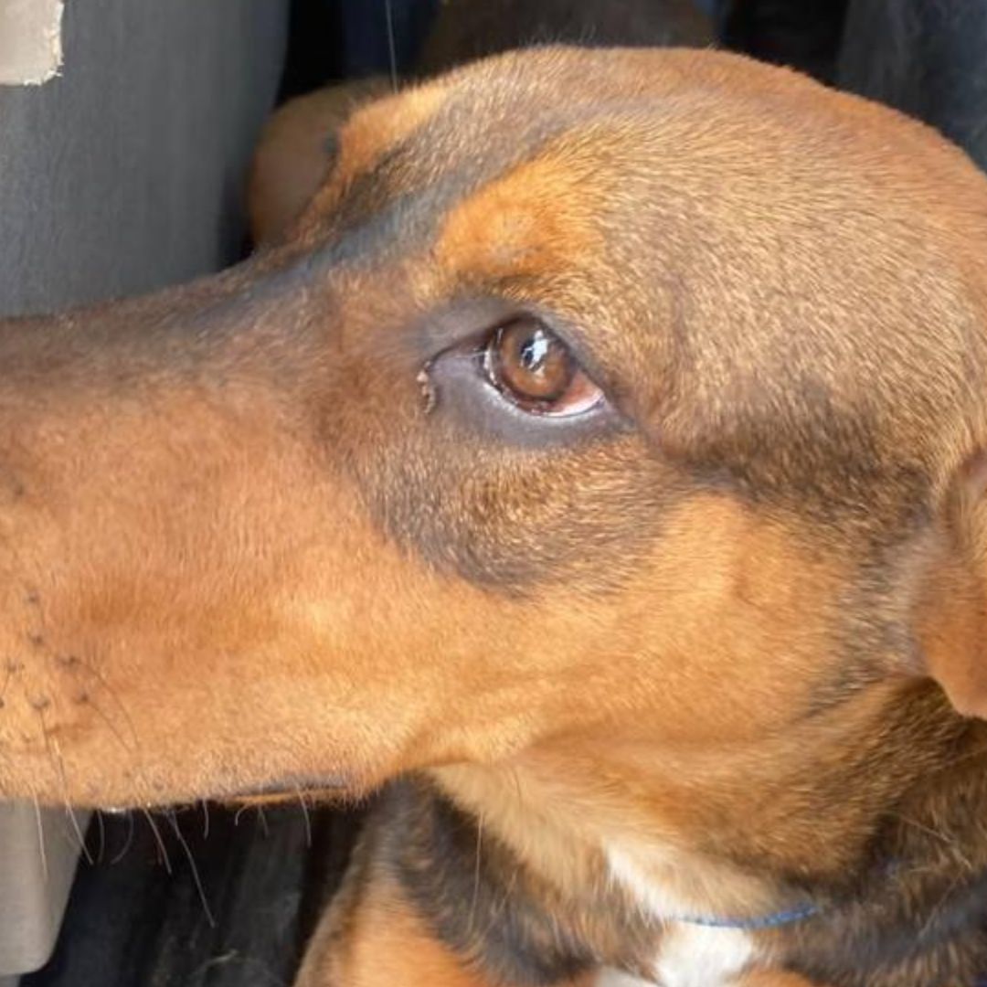 Dos Perros Asegurados Golpeados Dueño Colonia Obrera Alberto de la Fuente Puebla Maltrato Animal