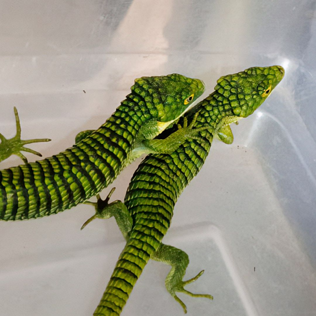 Ejemplares de dragón mexicano rescatados en empresa de paquetería. Foto: Profepa