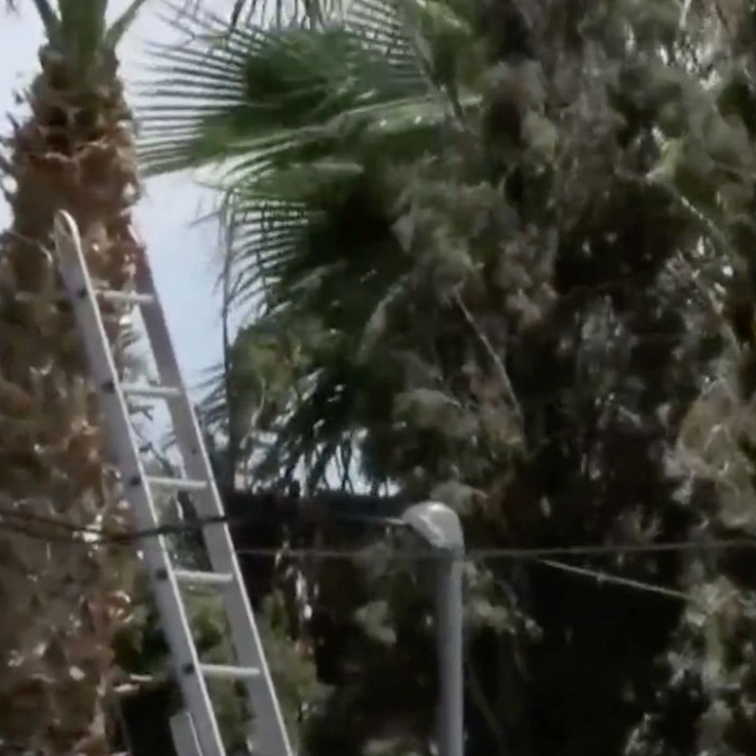Escalera donde trabajaba jardinero