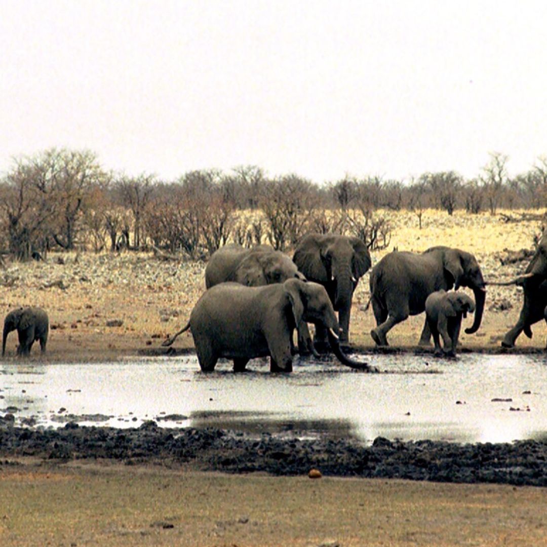 Los elefantes han sido hallados sin vida en un famoso ecosistema de Amboseli, Kenia