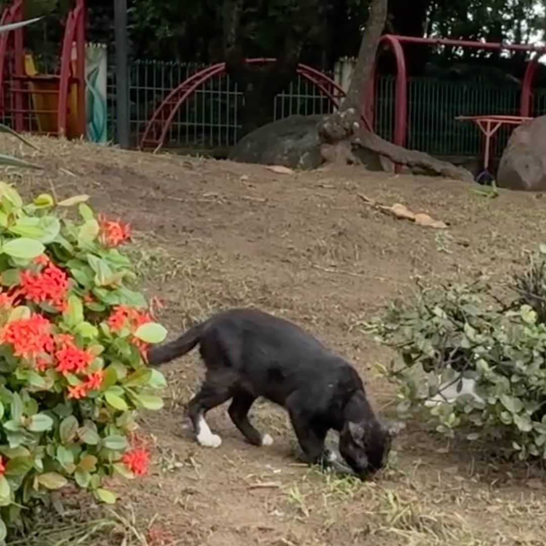 Protectores de animales denuncian presunto envenenamiento de gatos en parque de Veracruz