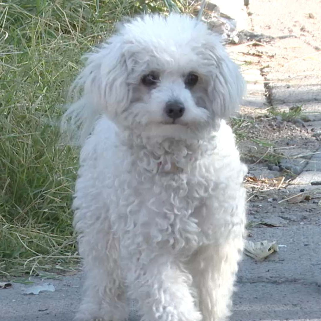 Perro en calle