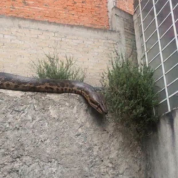 El reptil fue captado por vecinos de la colonia Lomas Lindas en Atizapán