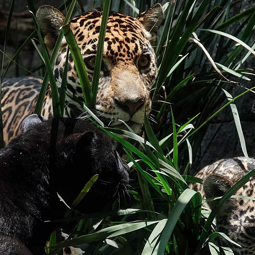 Crías de jaguar en Centro de Conservación de la Vida Silvestre de Chapultepec en agosto 2024