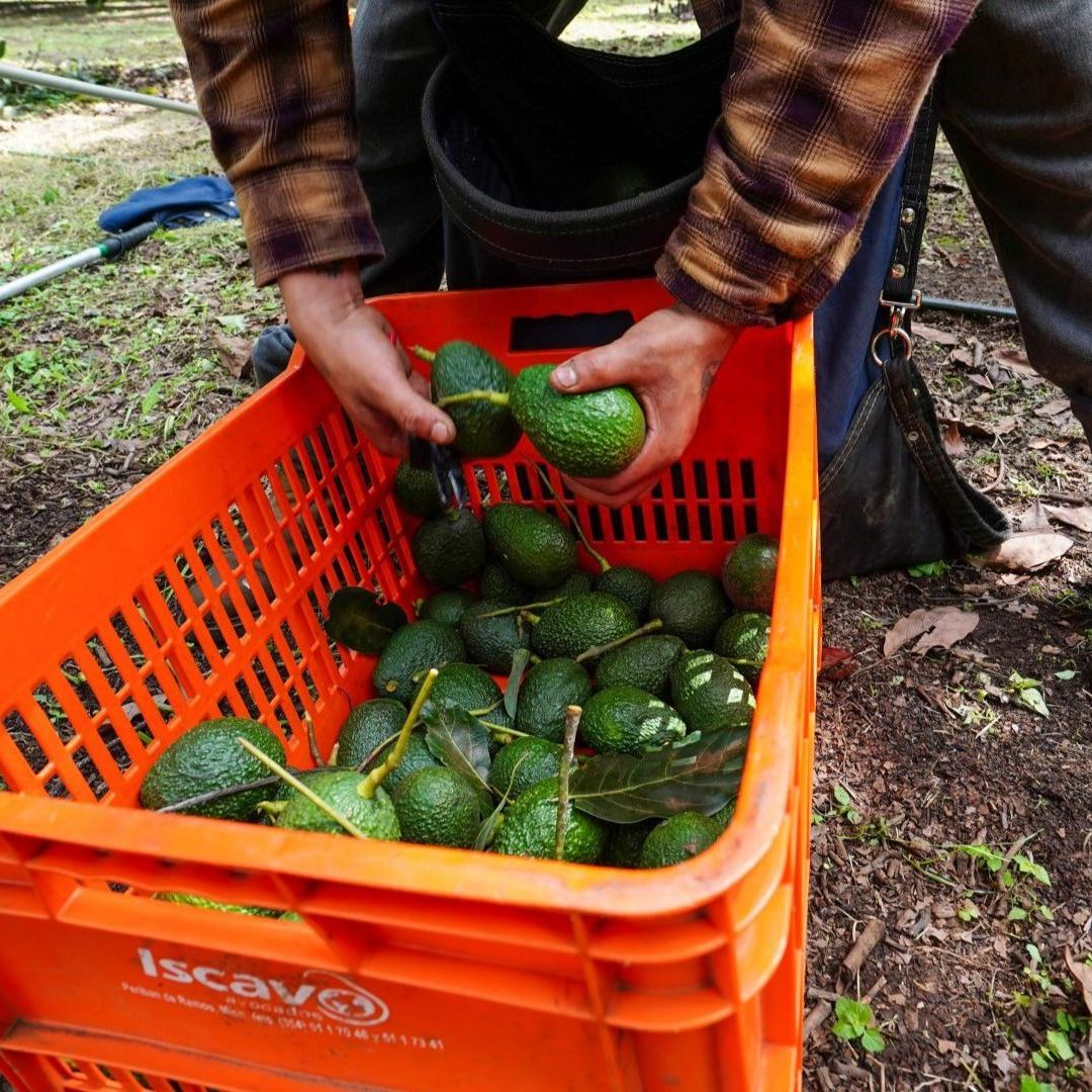 Producción de aguacate en Michoacán