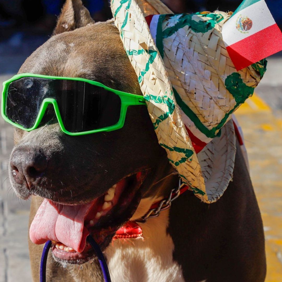 Perros y gatos también son parte de las celebraciones del Grito de Independencia